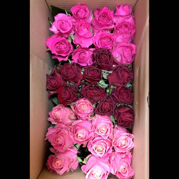 画像2: 熊谷園芸厳選3色MIX(30本) (2)