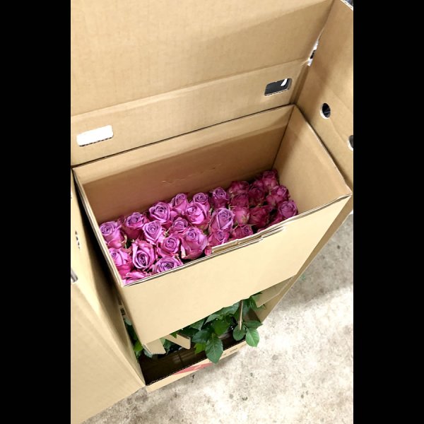 画像3: 熊谷園芸厳選3色MIX(30本) (3)