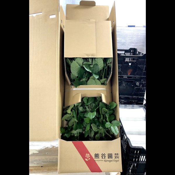 画像4: 熊谷園芸厳選3色MIX(30本) (4)