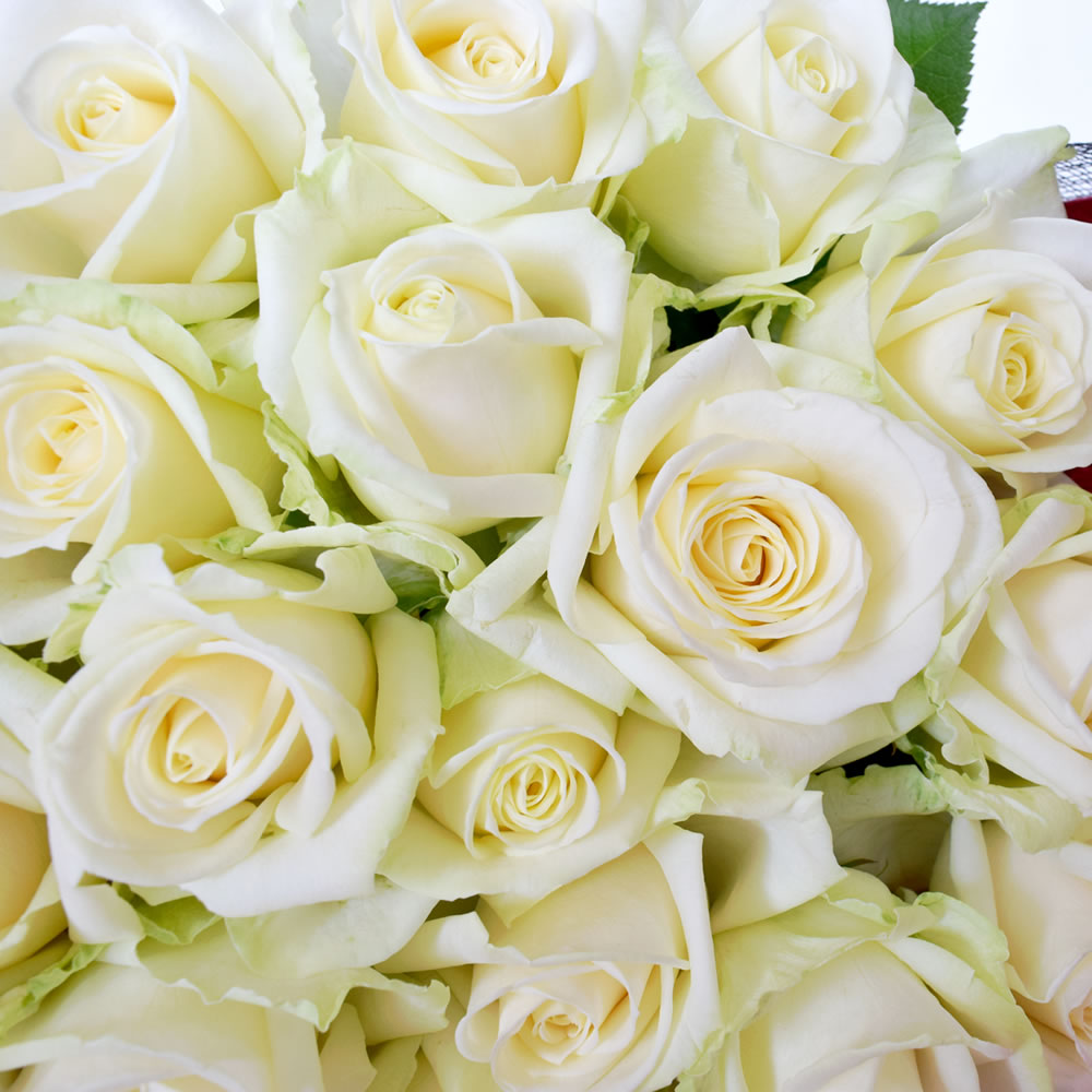 白バラ 花束 バラの花束 薔薇の花束 ローズギフト フラワーギフト 熊谷園芸